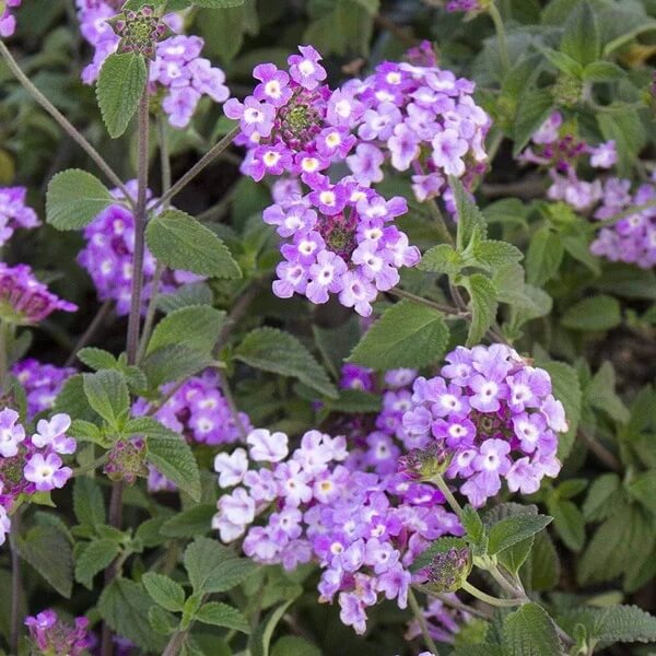 Trailing Lantana Seeds 