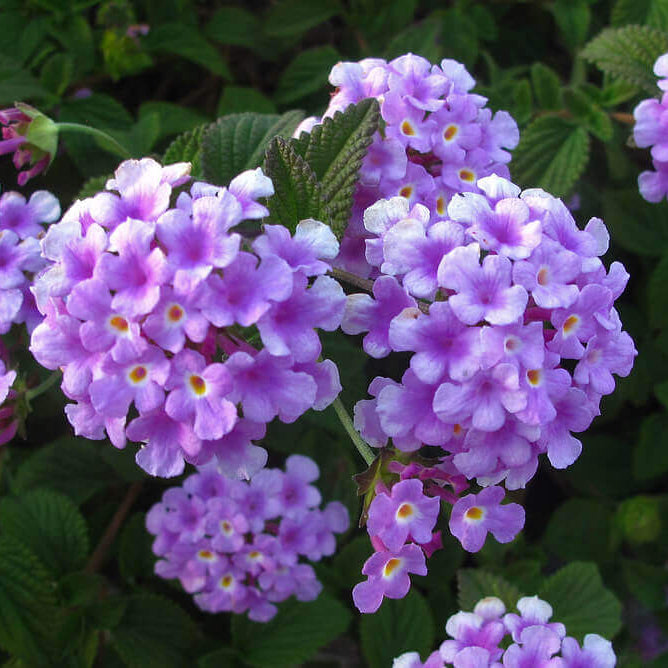 Trailing Lantana Seeds