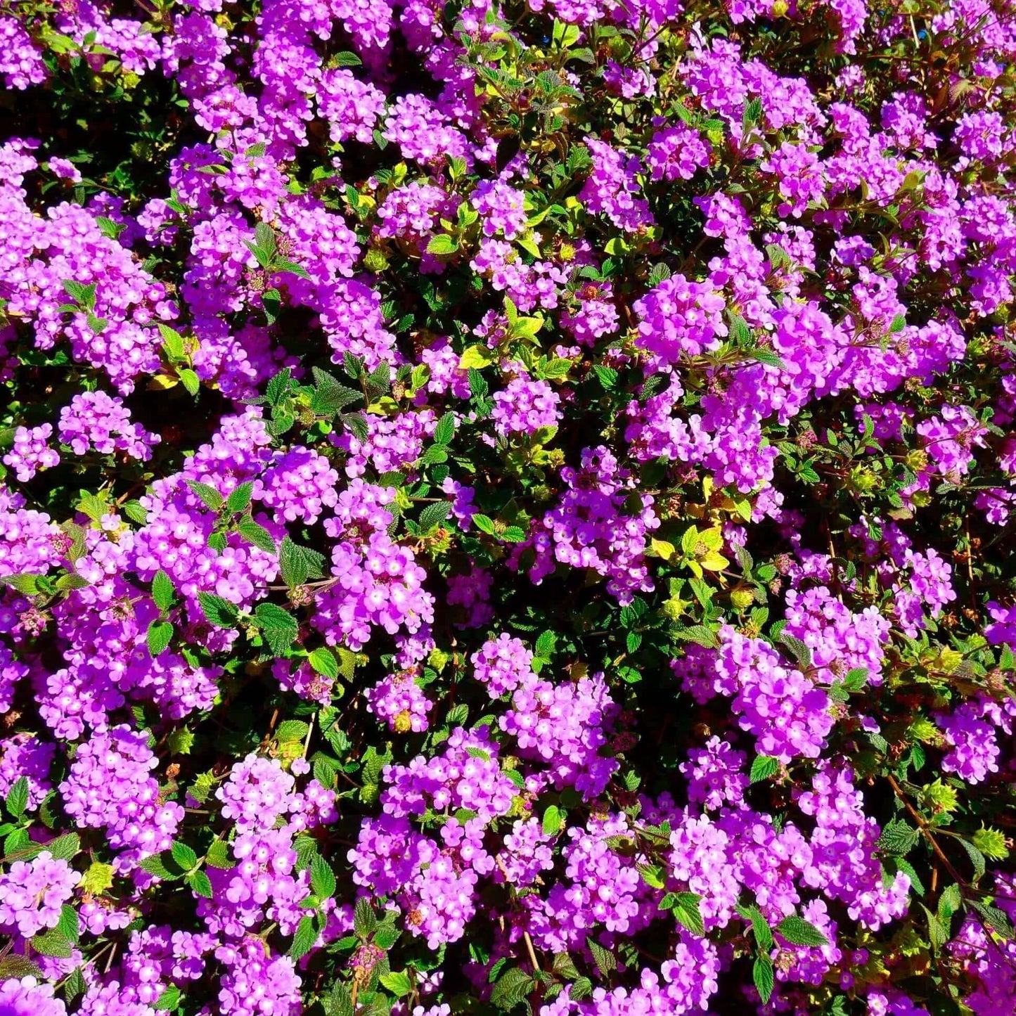 Trailing Lantana Seeds