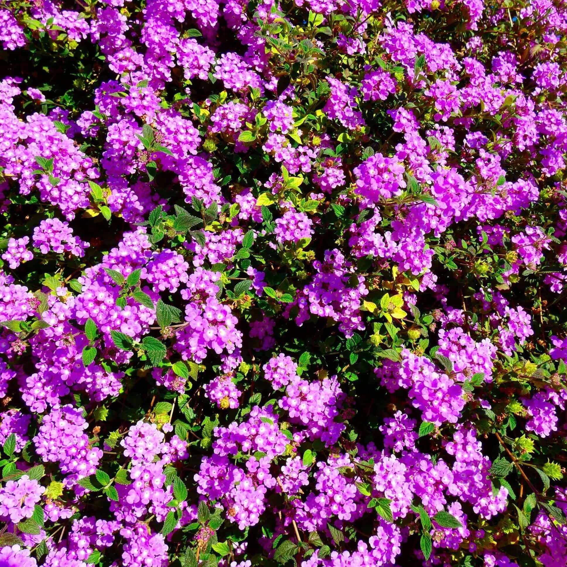 Trailing Lantana Seeds