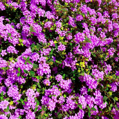 Trailing Lantana Seeds