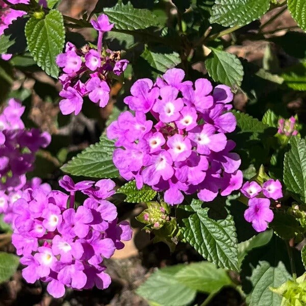 Trailing Lantana Seeds 