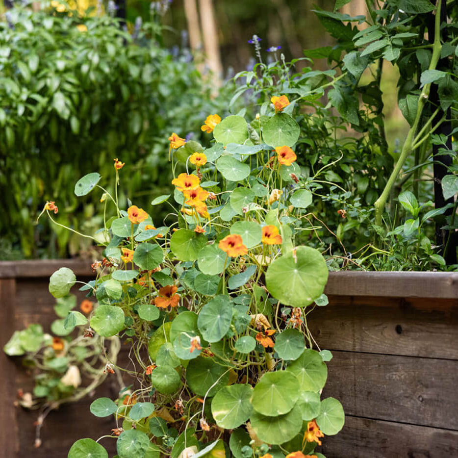 Trailing Nasturtium Seeds - Flower Plant
