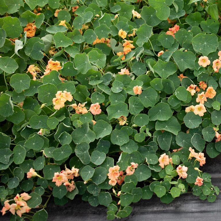 Trailing Nasturtium Seeds - Flower Plant