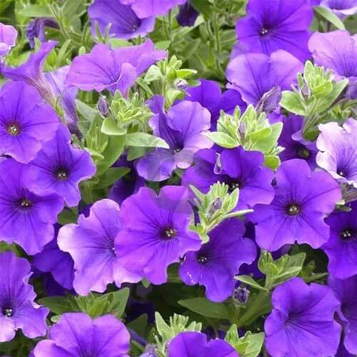 Trailing Petunia Seeds - Flower Plant