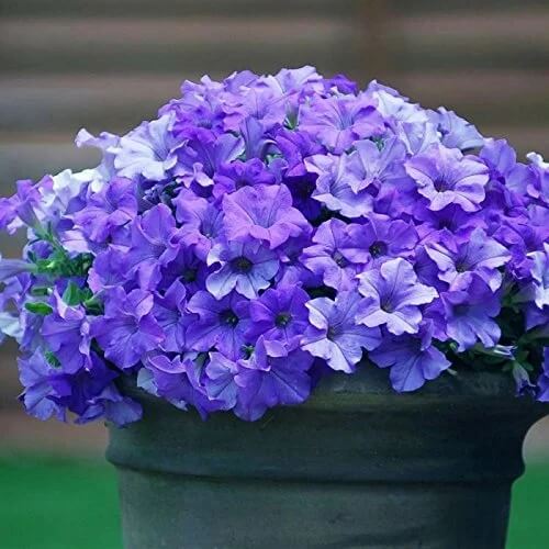 Trailing Petunia Seeds - Flower Plant
