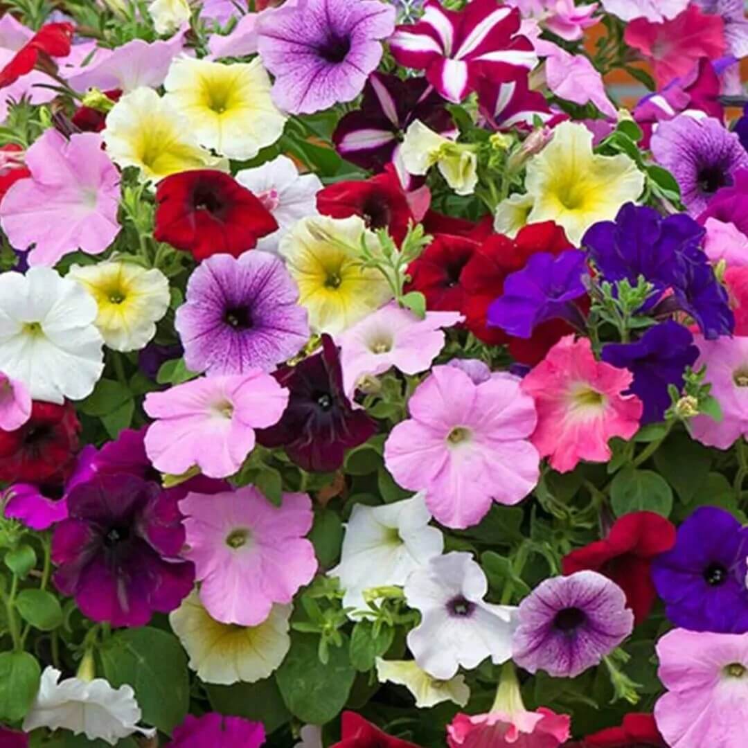 Trailing Petunia Seeds - Flower Plant