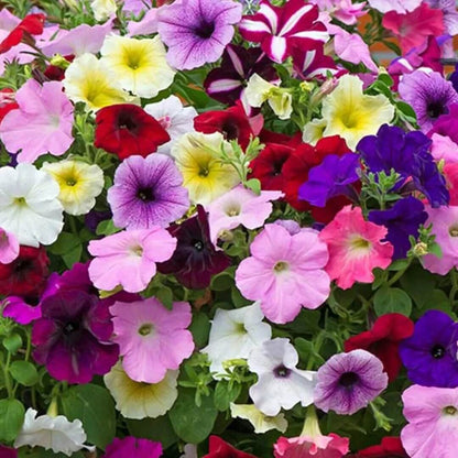 Trailing Petunia Seeds - Flower Plant