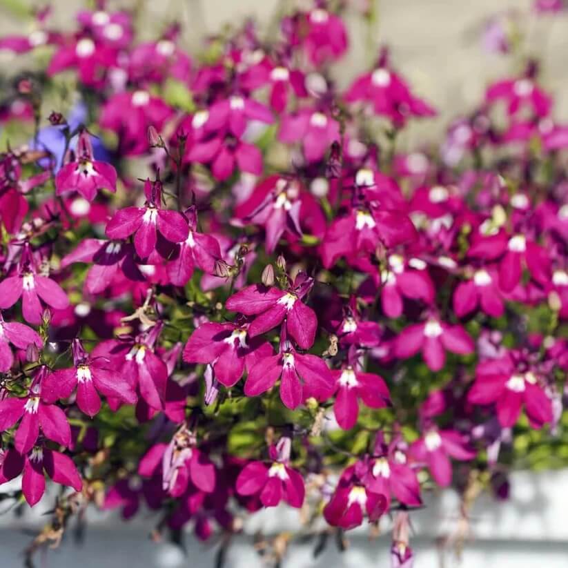 Trailing Rose Colored Lobelia Regatta seeds