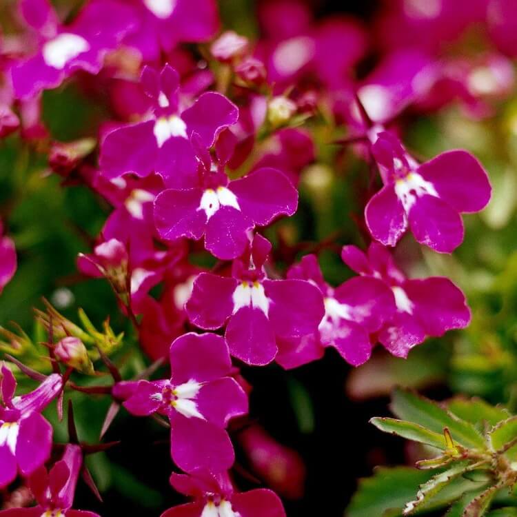 Trailing Rose Colored Lobelia Regatta seeds