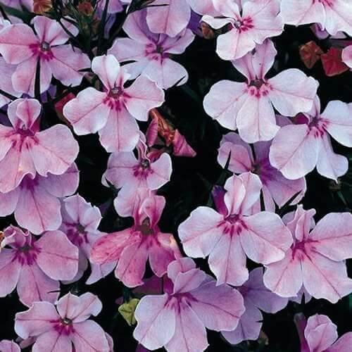 Trailing Rose Colored Lobelia Regatta seeds