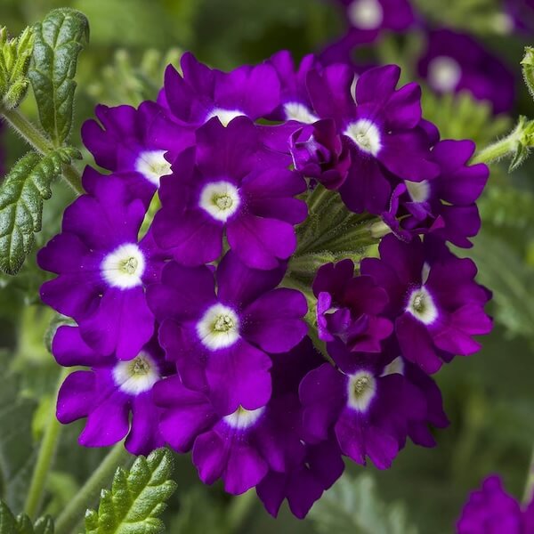 Trailing Verbena Seeds - Flower Plant