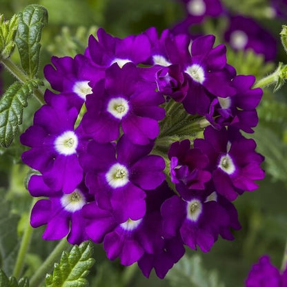 Trailing Verbena Seeds - Flower Plant