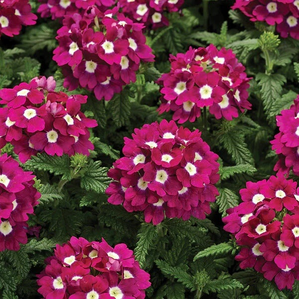 Trailing Verbena Seeds - Flower Plant
