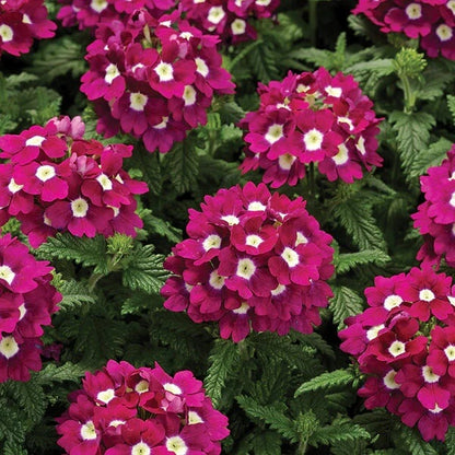 Trailing Verbena Seeds - Flower Plant