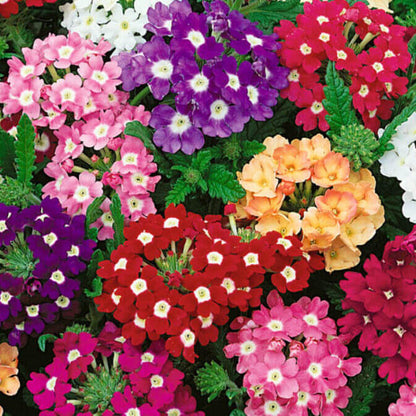 Trailing Verbena Seeds - Flower Plant