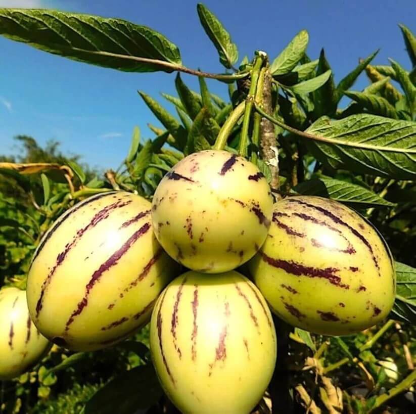 Tree Melon Seeds 
