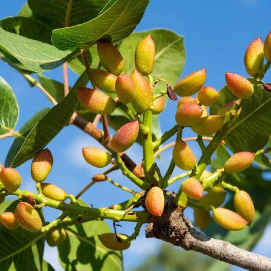 Tree Pistachio Seeds 