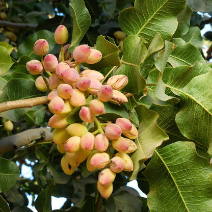 Tree Pistachio Seeds 