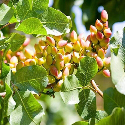 Tree Pistachio Seeds 