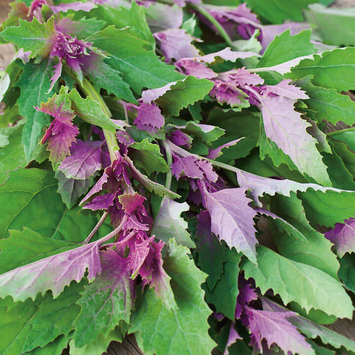 Tree Spinach Seeds - Vegetable Plant