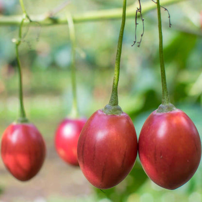 Tree Tomato seeds - Fruit Plant