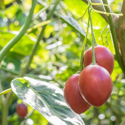 Tree Tomato seeds - Fruit Plant