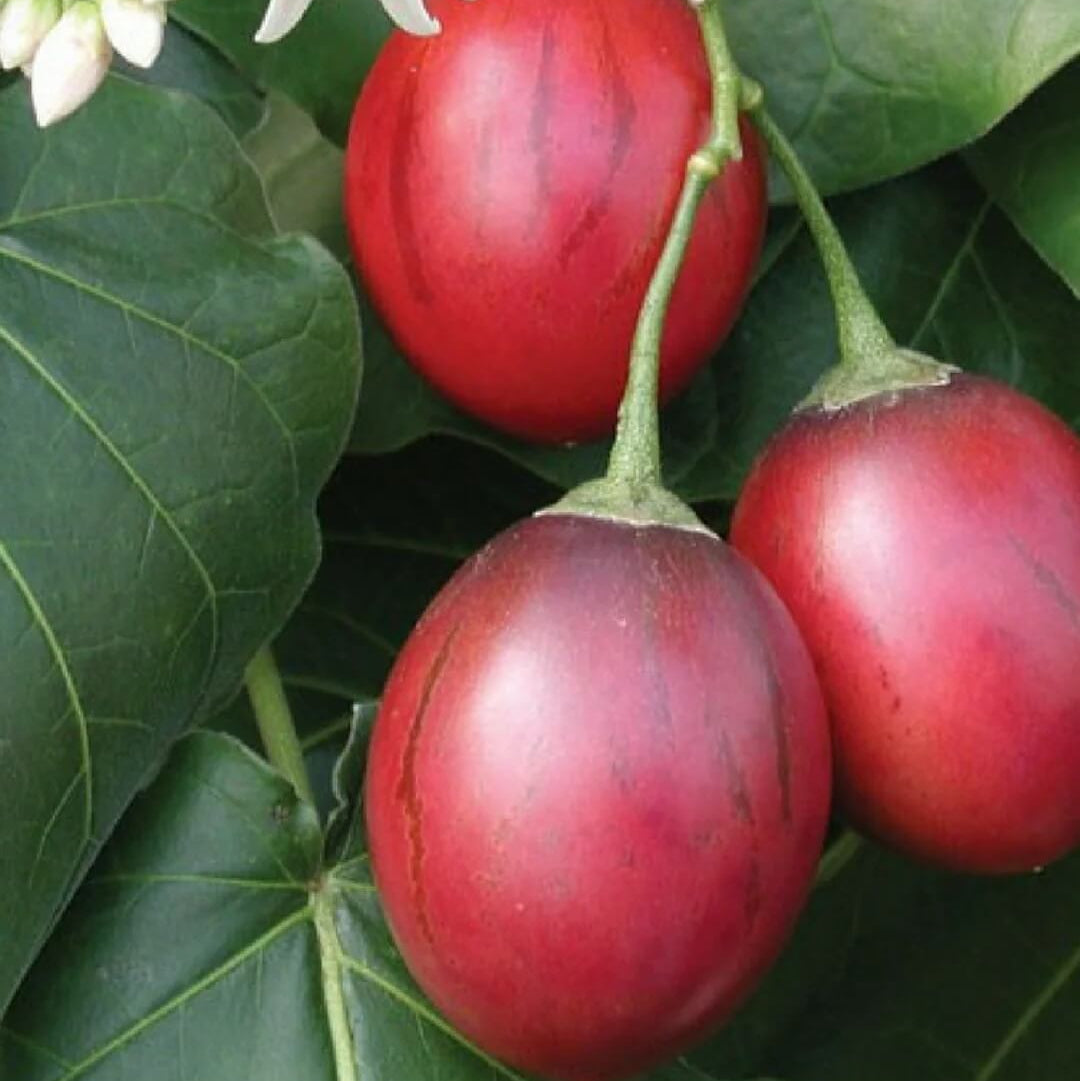 Tree Tomato seeds - Fruit Plant
