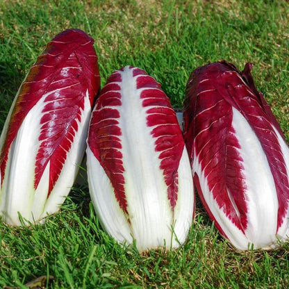 Treviso Radicchio Seeds