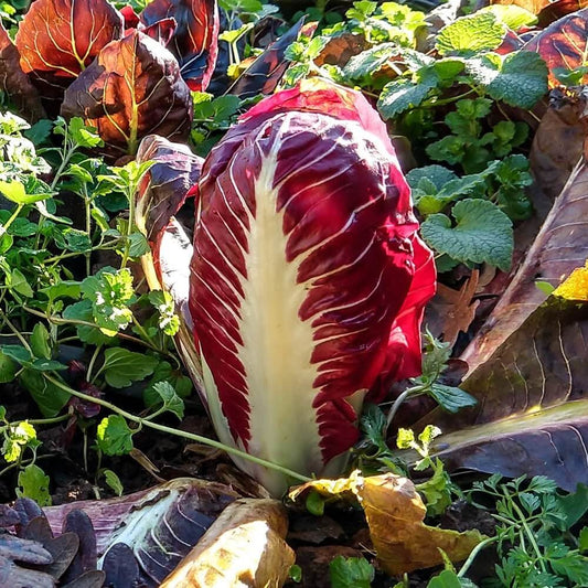 Treviso Radicchio Seeds