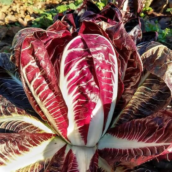 Treviso Radicchio Seeds
