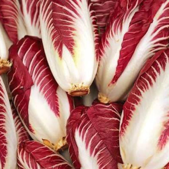 Treviso Radicchio Seeds