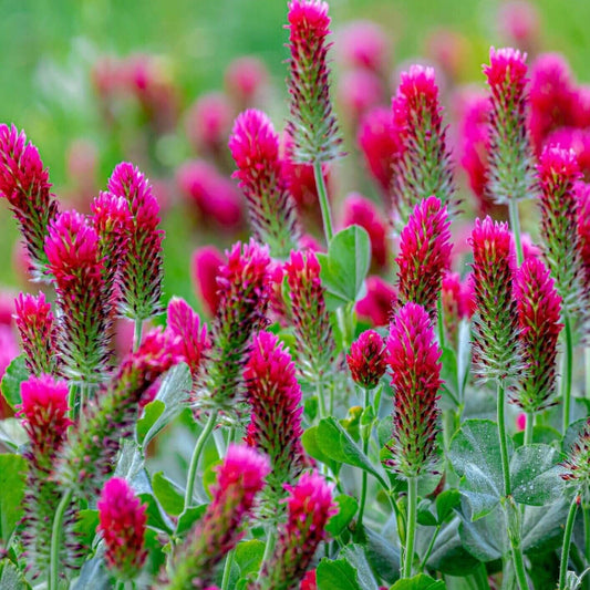Trifolium Rubens Seeds - Flower Plant 