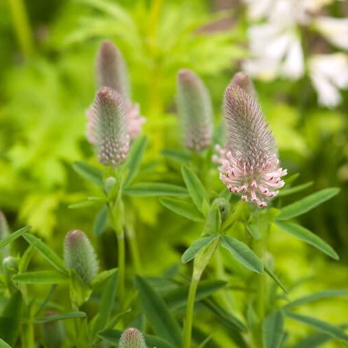 Trifolium Rubens Seeds - Flower Plant 