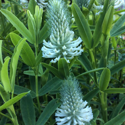 Trifolium Rubens Seeds - Flower Plant 