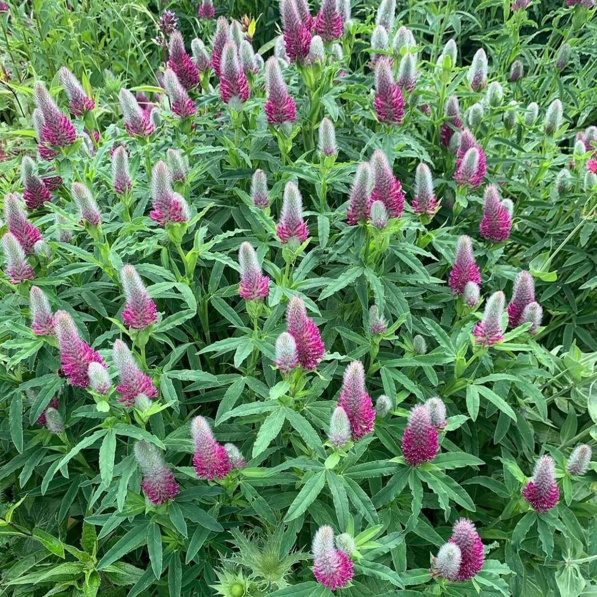Trifolium Rubens Seeds - Flower Plant 
