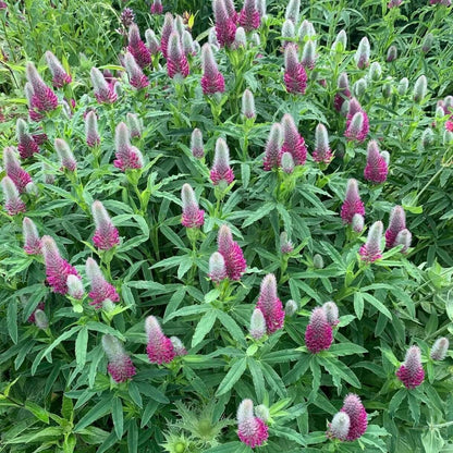 Trifolium Rubens Seeds - Flower Plant 