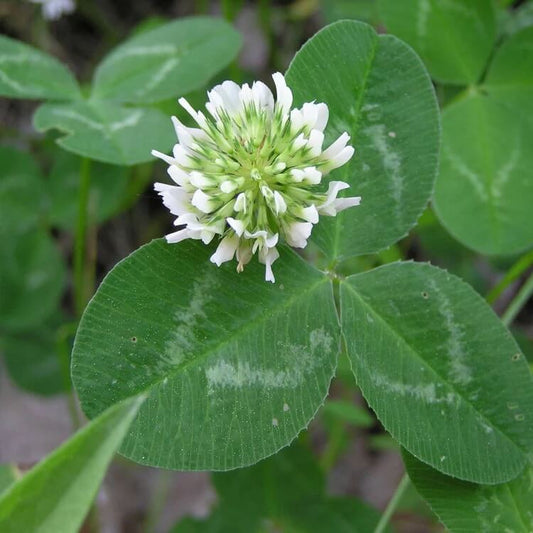 Trifolium repens seeds