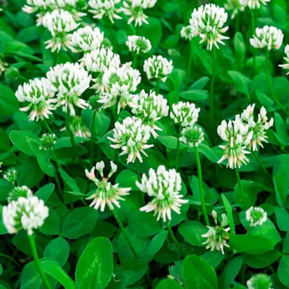 Trifolium repens seeds
