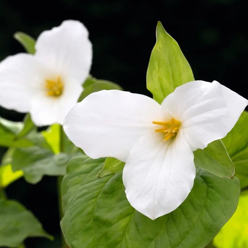 Trillium Seeds 