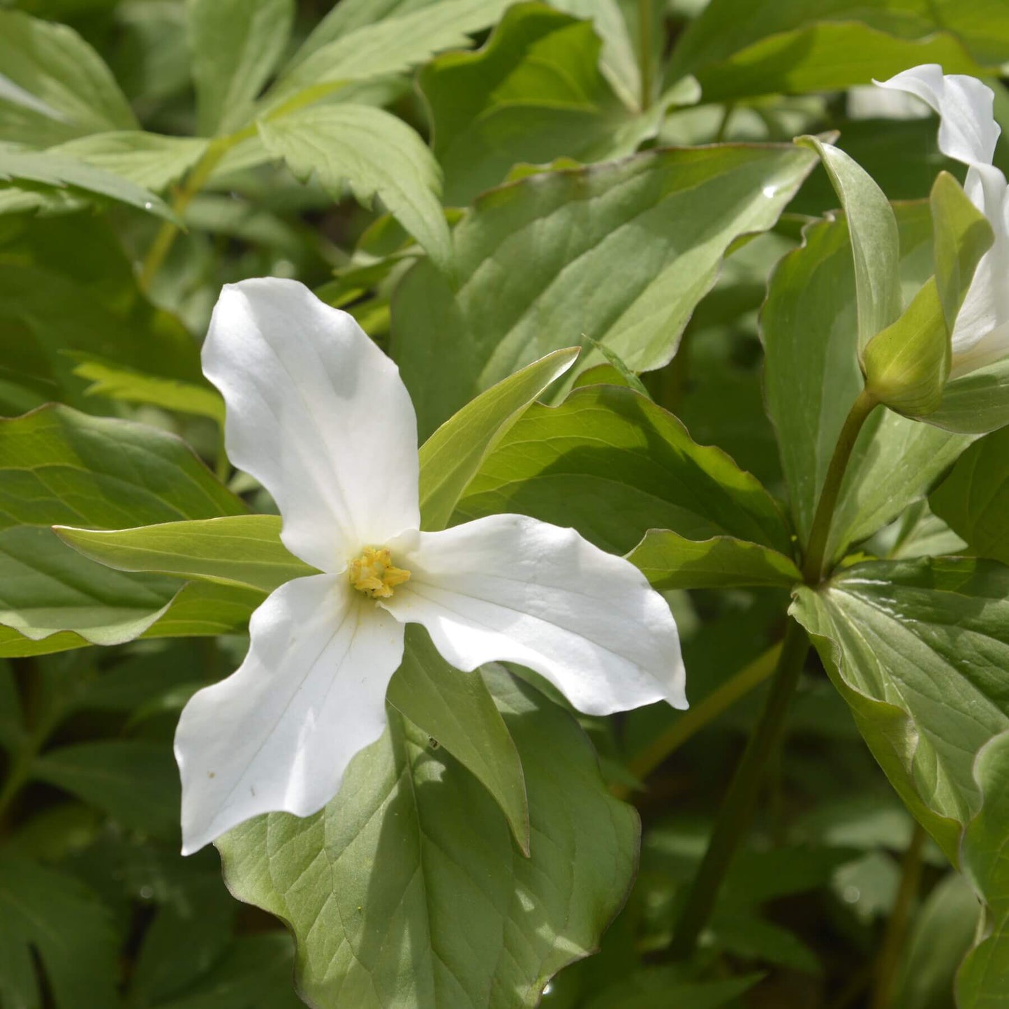 Trillium Seeds 