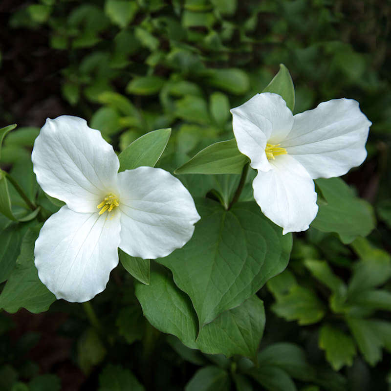 Trillium Seeds 