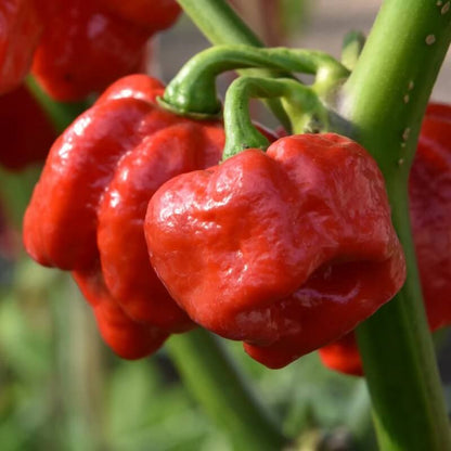 Trinidad Pimento Pepper