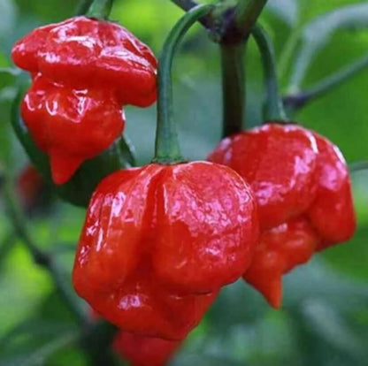 Trinidad Pimento Pepper