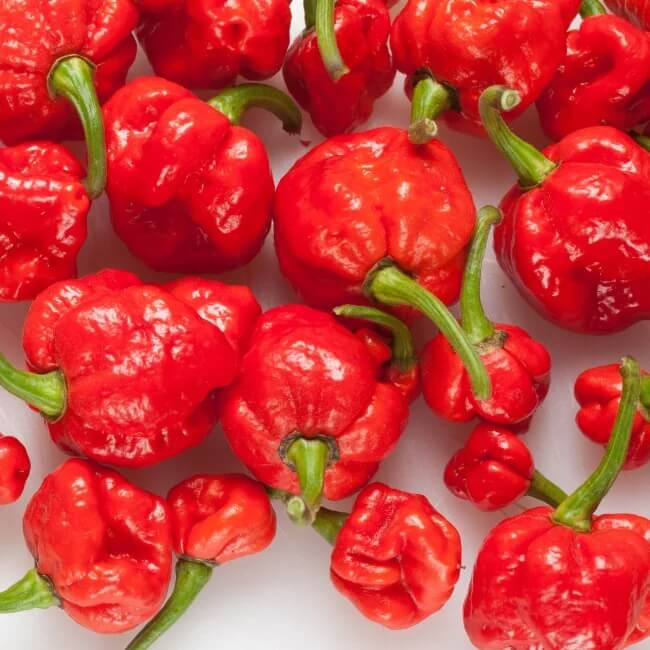 Trinidad Pimento Pepper