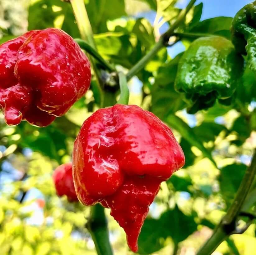 Trinidad Pimento Pepper