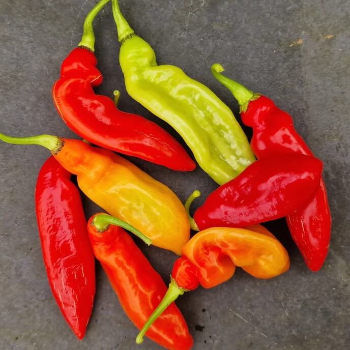 Trinidad Pimento Pepper Seeds