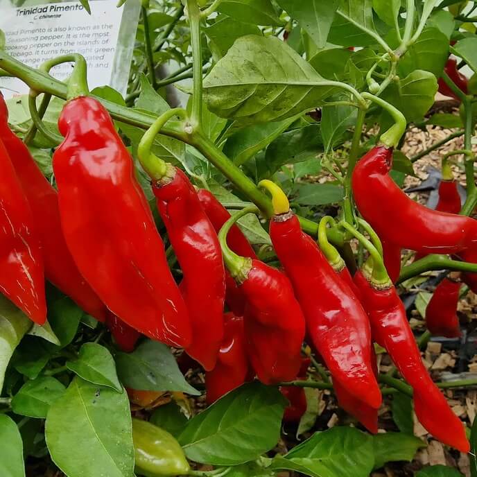 Trinidad Pimento Pepper Seeds