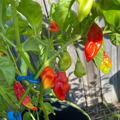Trinidad Pimento Pepper Seeds