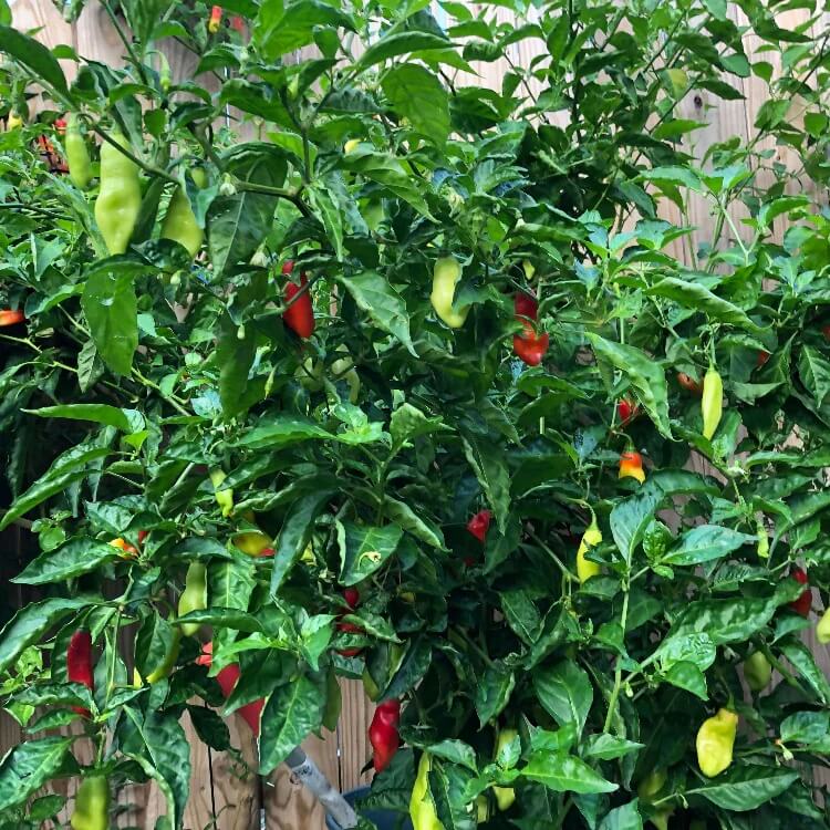 Trinidad Pimento Seeds